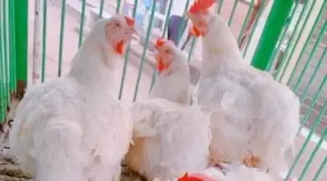 أسعار الدواجن البلدي والبيضاء في الأقصر اليوم الثلاثاء 7 أبريل 2026